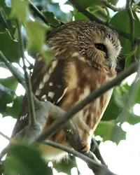 The Northern Saw-whet Owl is a small brown owl perched in dense branches